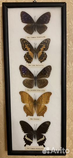 Коллекция бабочек