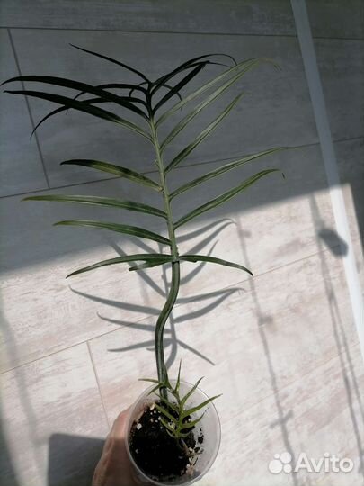 Филодендроны