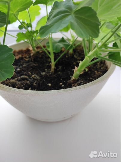 Пеларгония герань красная Розебудная