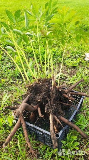 Пионы саженцы