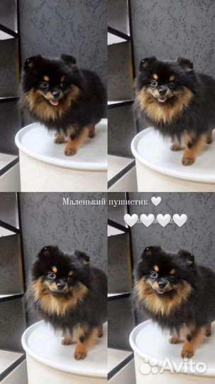 Груминг собак и кошек