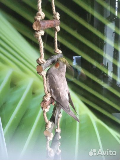 Игрушка для попугаев(лесенка)