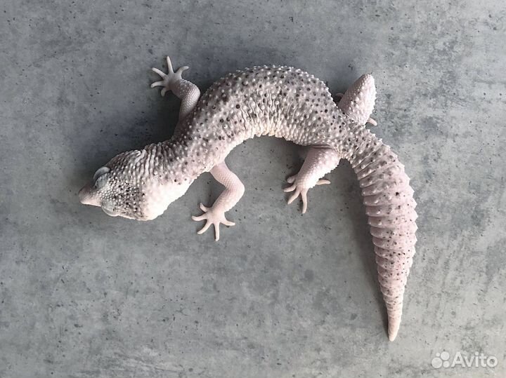 Эублефар морфы Total Eclipse