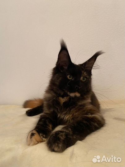 Котенок мейн кун