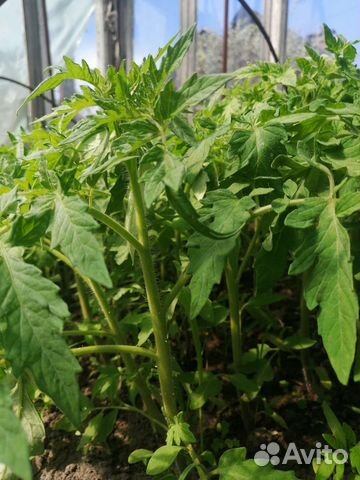 Рассада помидор томатов