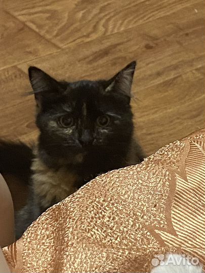 Отдам котят, 5 месяцев