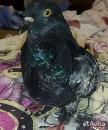 Голубь в добрые руки отдам бесплатно