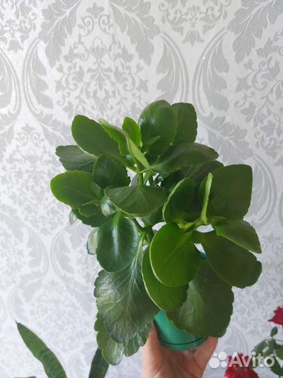 Каланхоэ белая