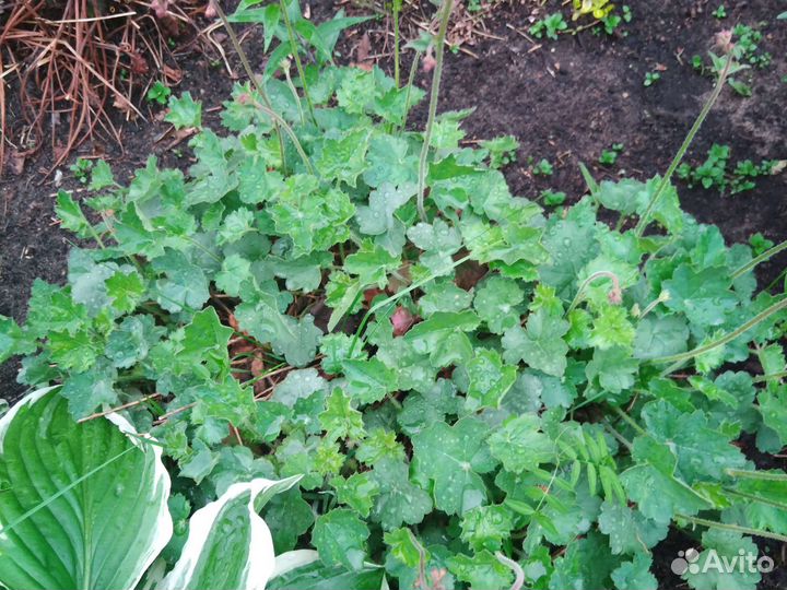 Саженцы клематиса