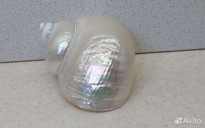 Фолген 8,9 морская ракушка раковина