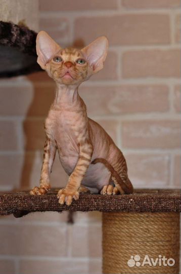 Девон-рекс малыши