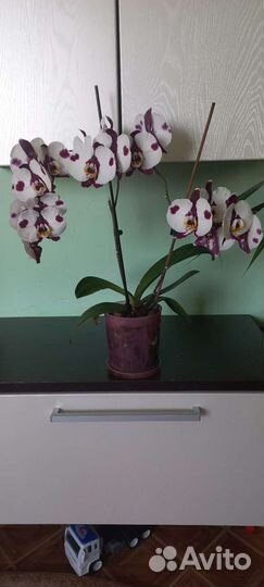 Орхидея фаленопсис