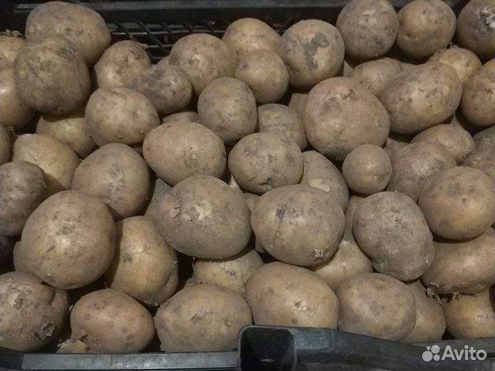 Картофель едовой, семенной