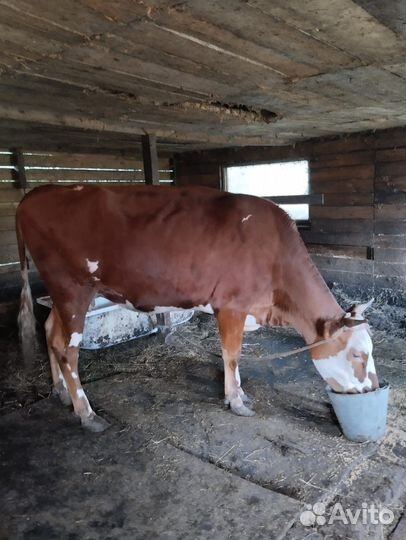 Корова стельная