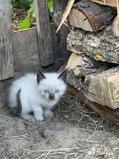 Котодетки