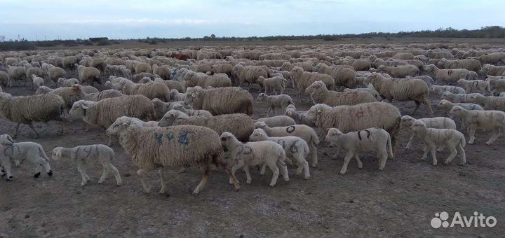 Матки с ягнятами