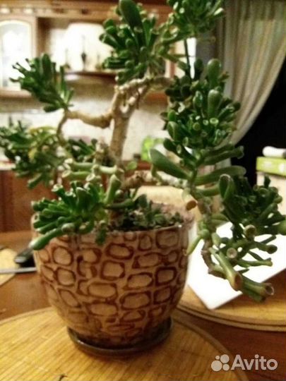 Крассула Голлум толстянка