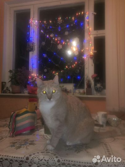 Передержка домашних животных