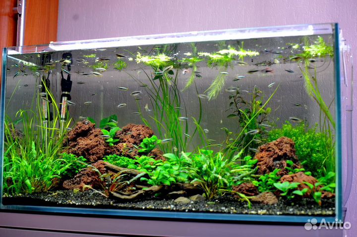 Оформление аквариума живыми растениями