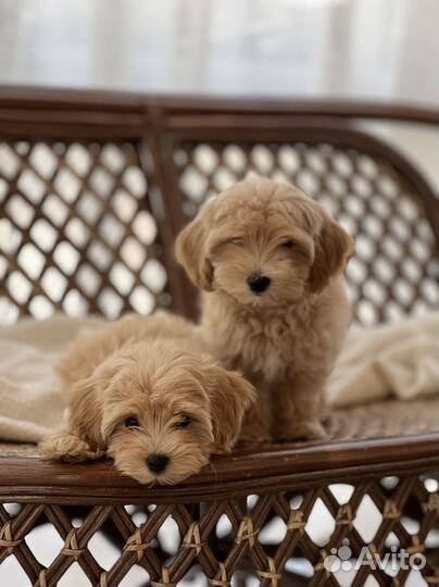 Щенки Мальтипу