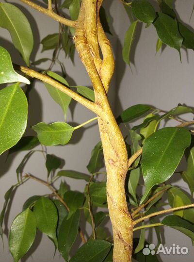 Фикус Бенджамина