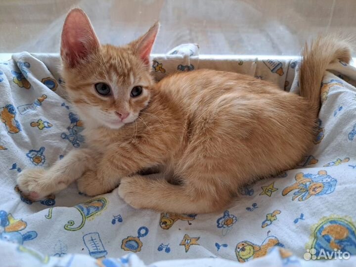 Рыжие солнышки