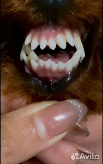 Той-пудель Тедди девочка Китай