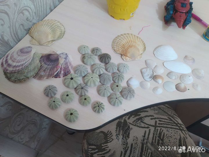 Ракушки для аквариума