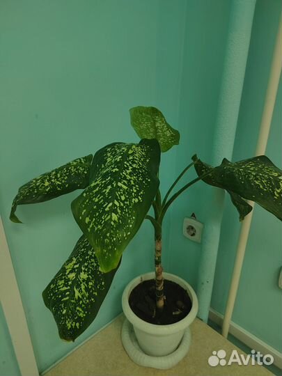 Диффенбахия