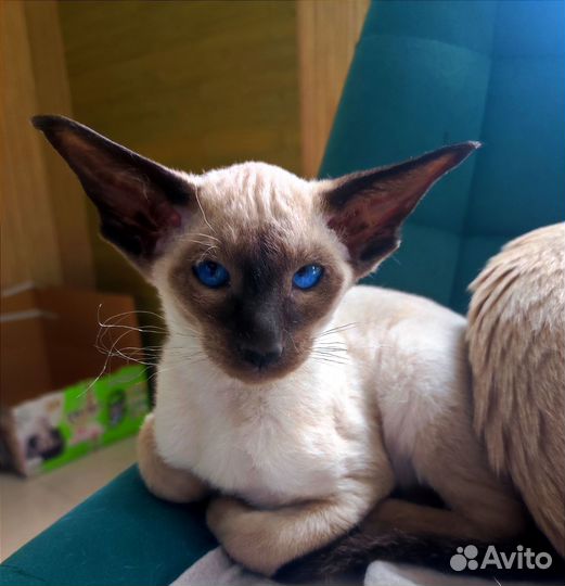 Ориентал котенок девочка