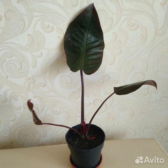 Филодендрон Блек Кардинал