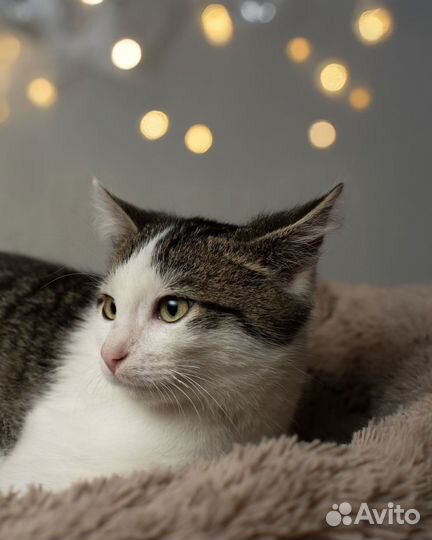 Котенок, мальчик