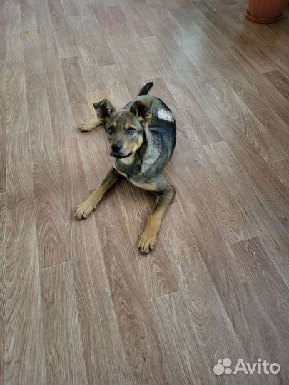 Собака в добрые руки отдам бесплатно