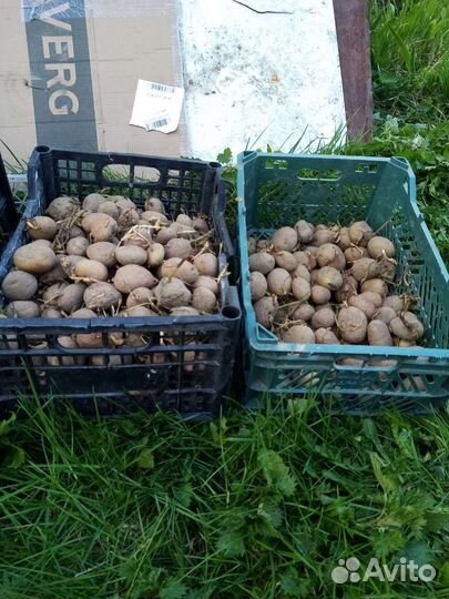 Семенной картофель