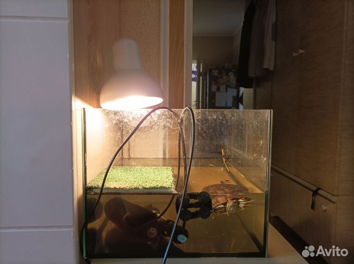 Красноухая черепаха бесплатно