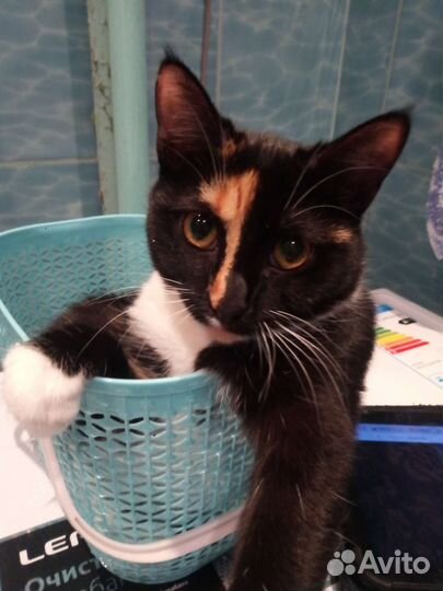 Передержка кошек и котов