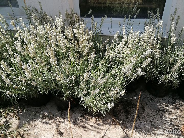 Саженцы Лаванда белая в горшке 3л доставка