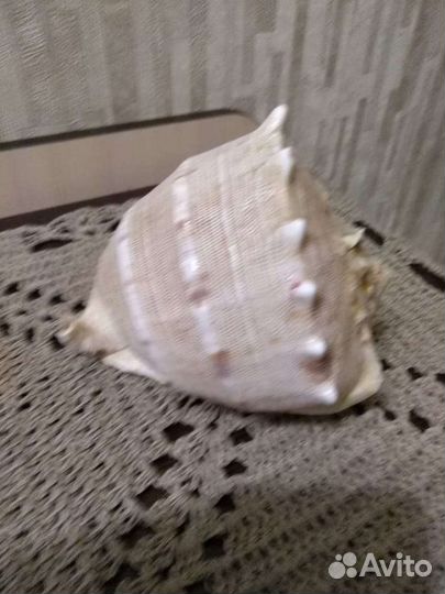 Ракушка большая