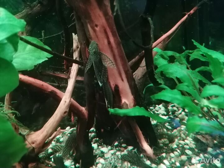 Анцитрус вуалевый и обычный