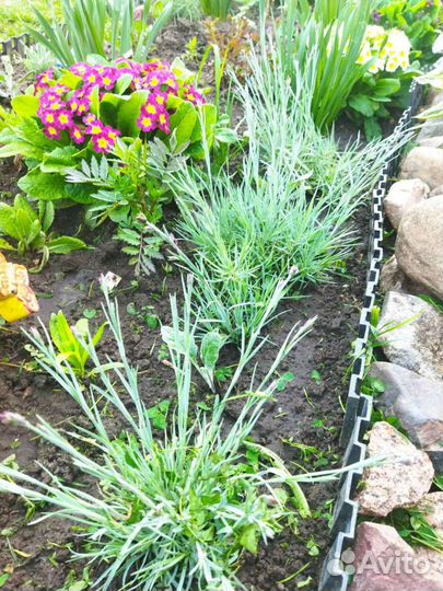 Гвоздика почвопокровная