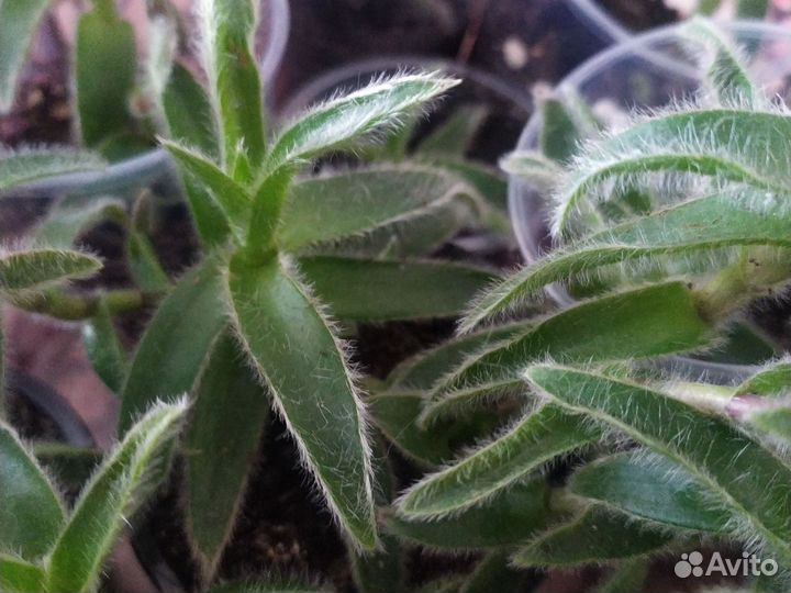 Традесканция рео и другие сортовые