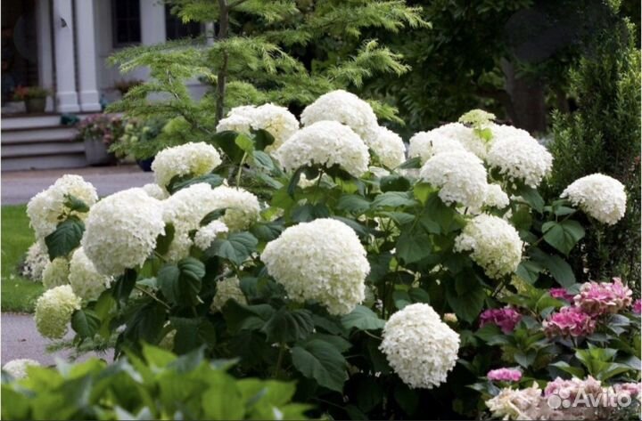 Гортензия древовидная Баунти