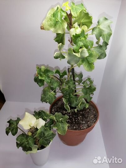 Крассула Серментоза вар, Фатсхедера вариегатная