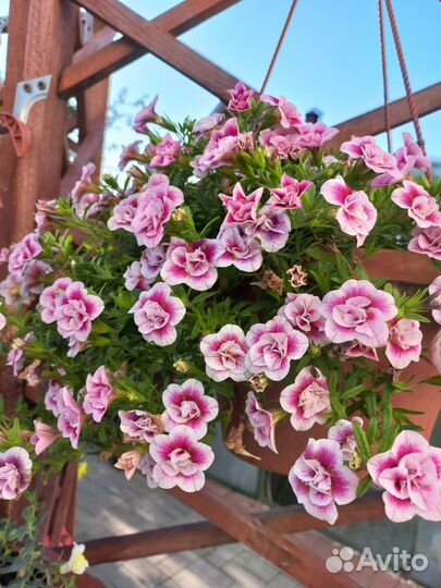 Гортензия куст, черенки колеусов, калибрахуа, и др