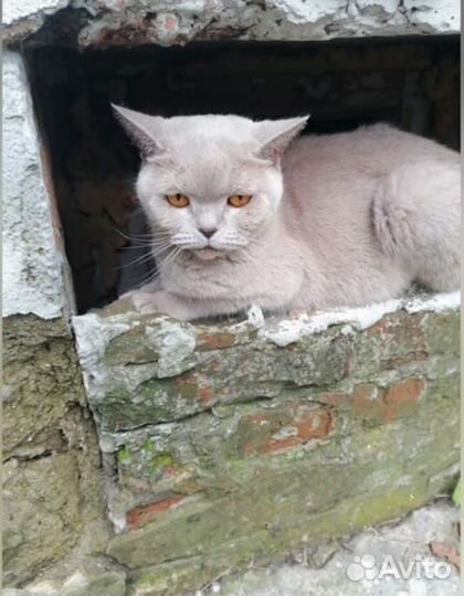 Кошечка Британка ищет дом