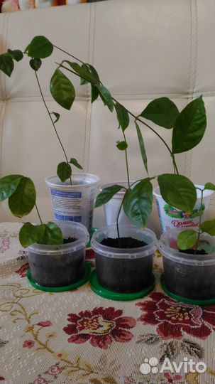 Жасмин комнатный