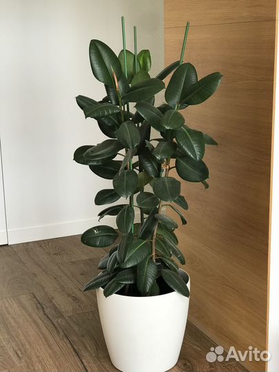 Продам фикусы большие