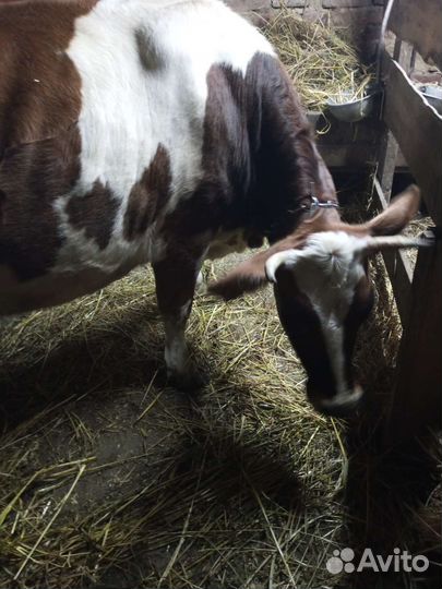 Корова дойная