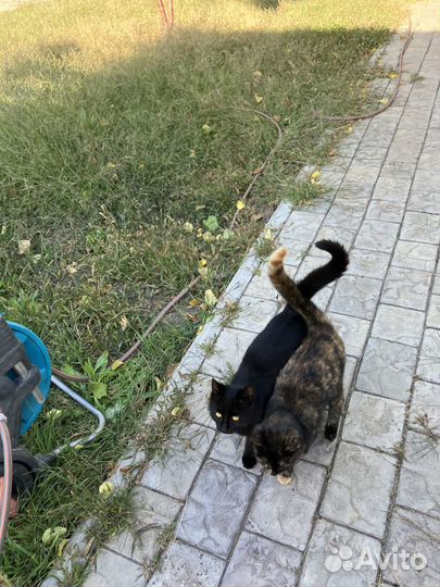 Отдам в добрые руки