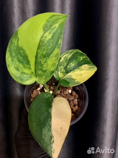 Сциндапсус жаде сатин вариегатный